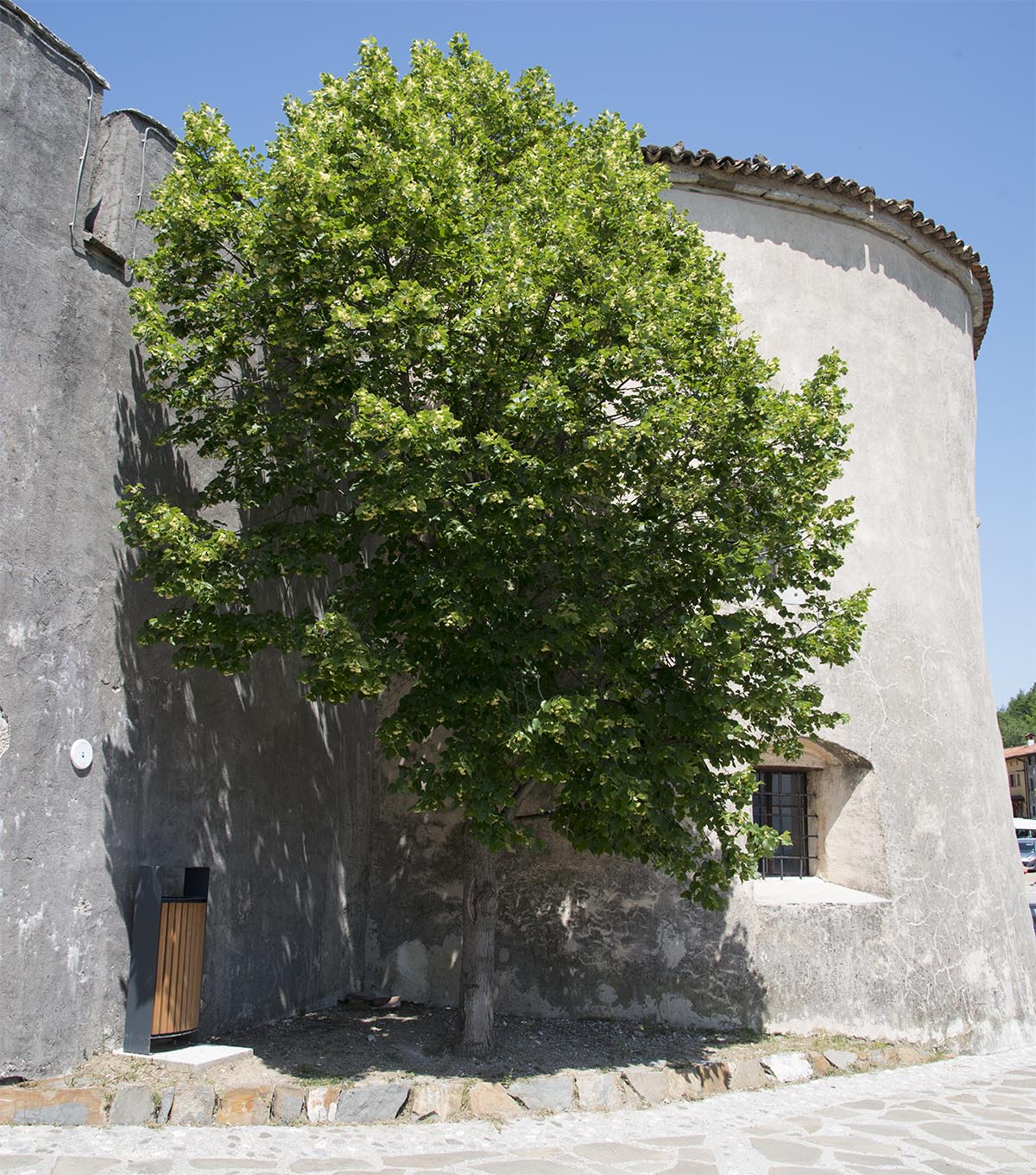 Tilia platyphyllos